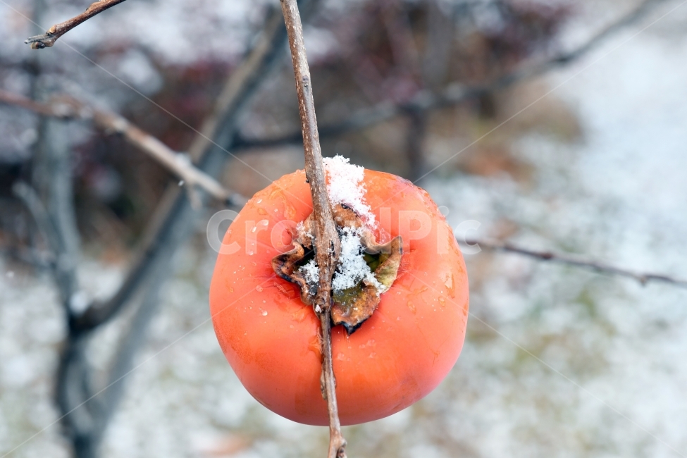 첫눈,눈,겨울,못다핀꽃,과일,가을끝,감,겨울,계절,winter,season,음식,식재료,요리,food,cook,meal,dishes,food reserves,과일,열매,fruit