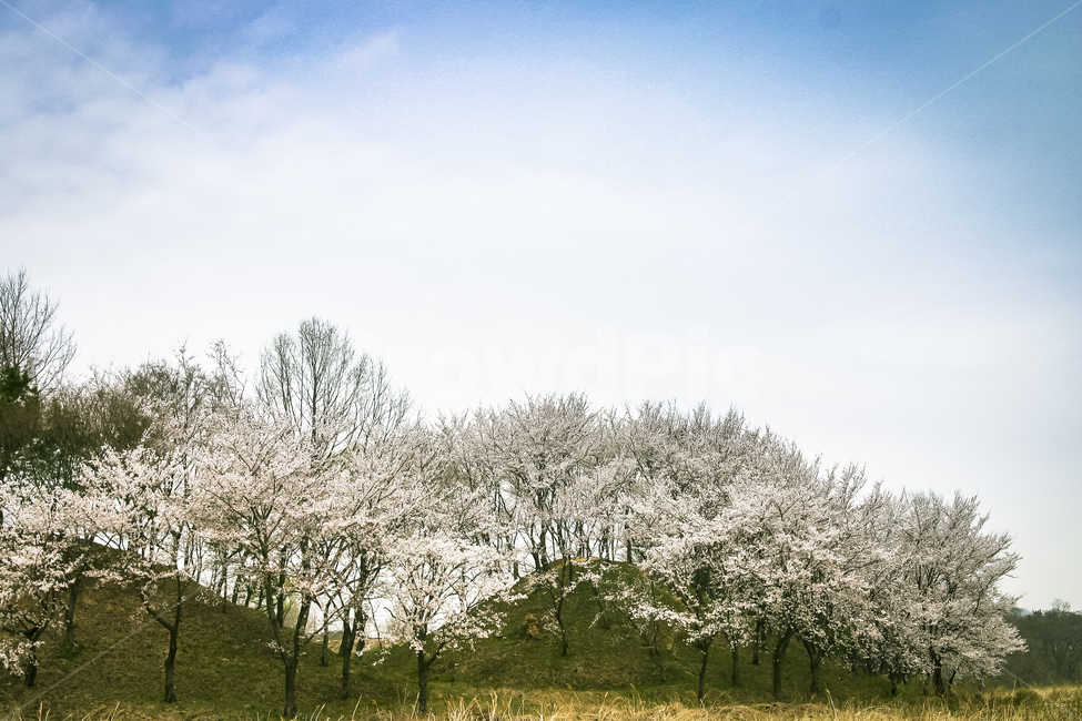 벚꽃,반월성,하늘,풍경,언덕,cherryblossoms,fullblowncherryblossoms,난만함,봄,계절,spring,season,자연,풍경,nature,landscape,plant,식물,blossom,꽃,flower
