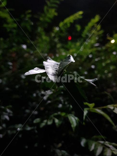 식물,나무,잎,leaf,나뭇잎,tree