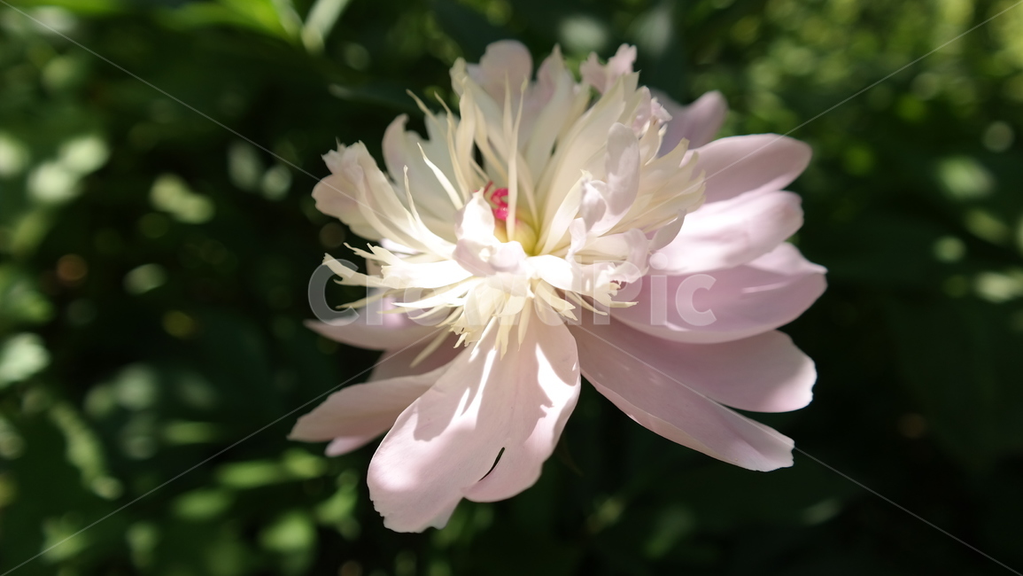 꽃,flower,식물,자연,화분,식물,자연,plants,nature,꽃,flower