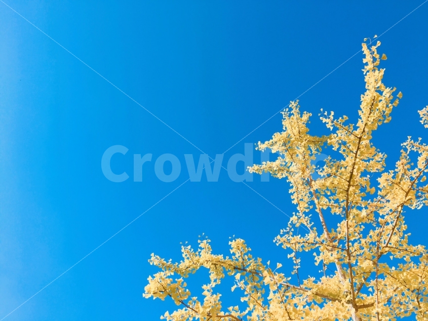 가을,하늘,은행나무,감성사진,사진,한국,맑은하늘,photo,korea,photography,fall,autumn,sky,color,포토,데일리사진,데일리,일상,일상사진,자연사진,자연,가을,계절,fall,autumn,season,식물,자연,plants,nature,나무,trees,wood,plant