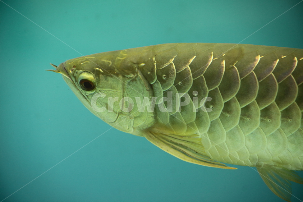 아로아나,아로와나,열대어,물고기,arowana,tropicalfish,동물,animal,어류,물고기,fish