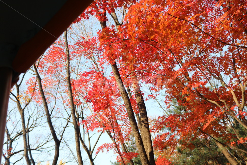 scenery,tree,나무,plant,식물,leaf,잎,maple,단풍,가을,autumn,자연,nature,풍경