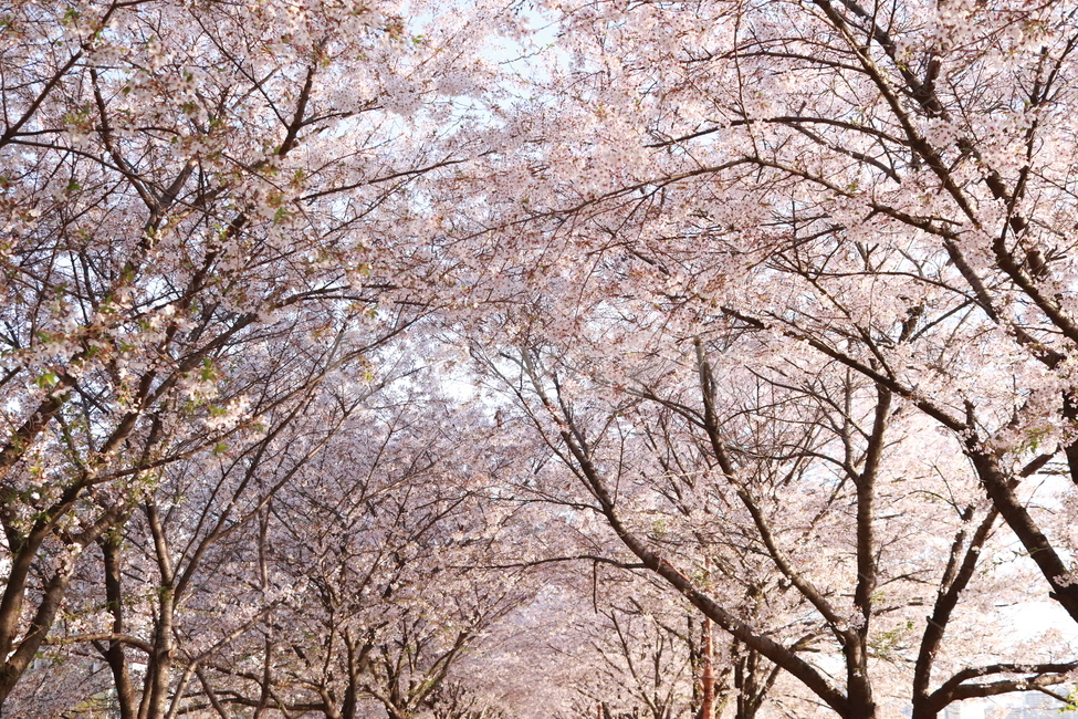벚꽃,봄꽃,벚꽃나무,plant,꽃,flower
