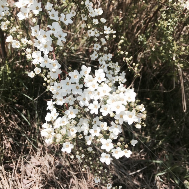 flower,꽃,blossom,식물,plant,조팝나무,봄,조팝나무꽃,흰색,흰색꽃,하얀꽃,따뜻함,포근함,감성사진,봄감성,계절,spring,season,자연,plants,nature,sensible