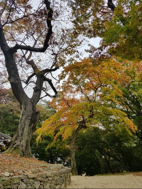 절,사찰,단풍,자연,가을