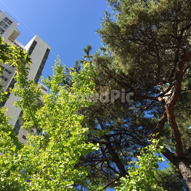 tree,나무,plant,식물,자연