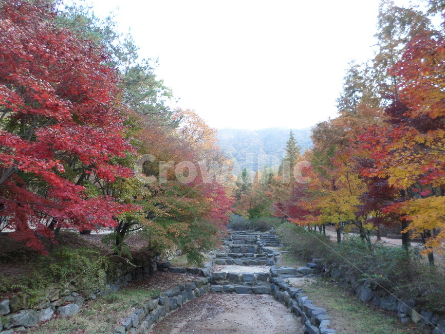 가을,상소동산림욕장,대전,단풍,형형색색,가을,계절,fall,autumn,season,tree,나무,plant,식물,maple