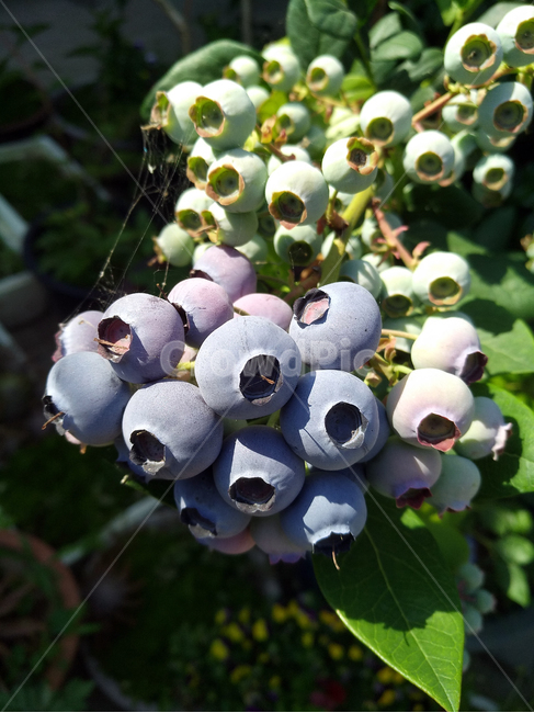 블루베리,블루베리열매,블루베리재배,과일,블루베리농장,농작물,과일,열매,fruit