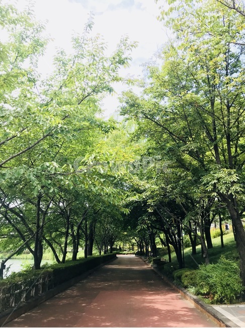 공원,나무,숲,산책,산책로,녹색,배경화면,초록,편안한,안정적인,힐링