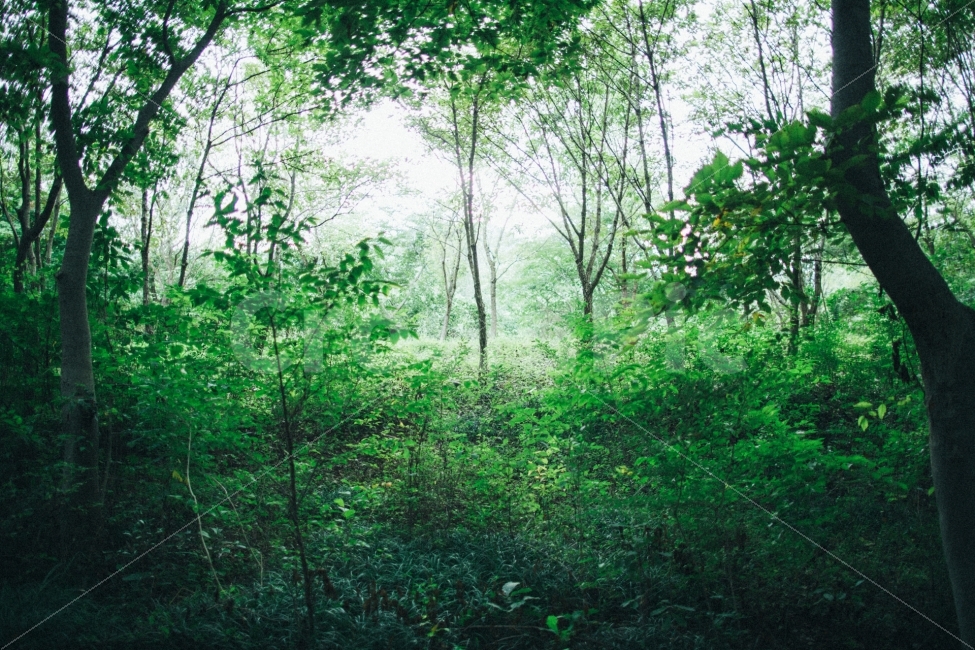 경주,산림환경연구원,식물,나무,스냅,자연,풍경,nature,landscape,휴식,힐링,rest,relaxation,healing,vegetation,초목,plant,forest,숲,woodland,삼림지,land,땅,tree,outdoors,옥외,jungle,밀림,rainforest,열대 우림,grove,작은 숲