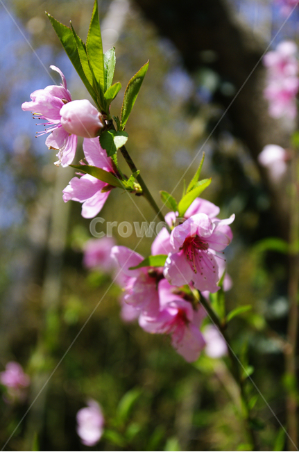 복사꽃,꽃,flower,계절,봄,spring,식물,자연,plants,nature,꽃,flower