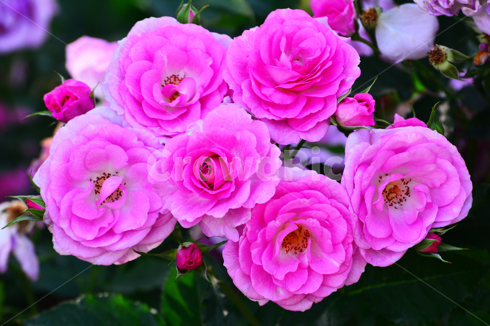 장미,장미꽃,로즈,꽃,아름다움,예쁜,플라워,데코레이션,꽃송이,꽃잎,feeling,rose,flowers,5월,계절의여왕,가시,가든,정원,앞뜰,장미원,장미축제,BEAUTIFUL,plant,garden,핑크색장미,분홍장미,pink,꽃밭,식물,자연,plants,nature,꽃,flower