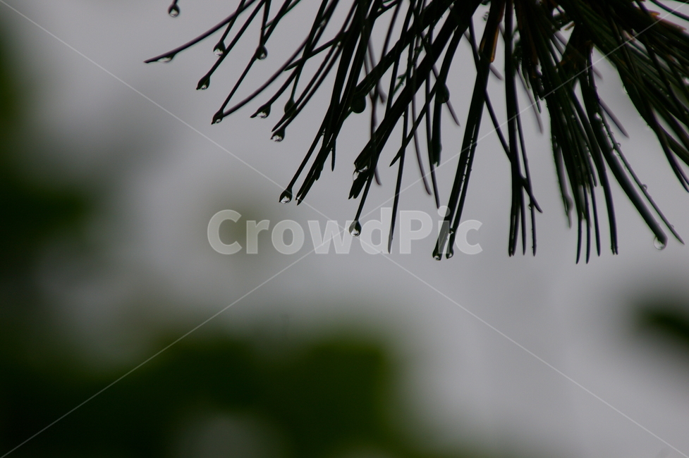흐린날,비,rain,rainy,나뭇잎,빗방물,물방울,식물,자연,plants,nature