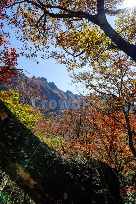 제주도,한라산,단풍,낙엽,자연,가을,가을,계절,fall,autumn,season,자연,풍경,nature,landscape,한국자연풍경,한국자연경관,korea nature landscape,식물,plants,나무,trees,wood,plant,tree,leaf,잎,tree trunk,나무 줄기