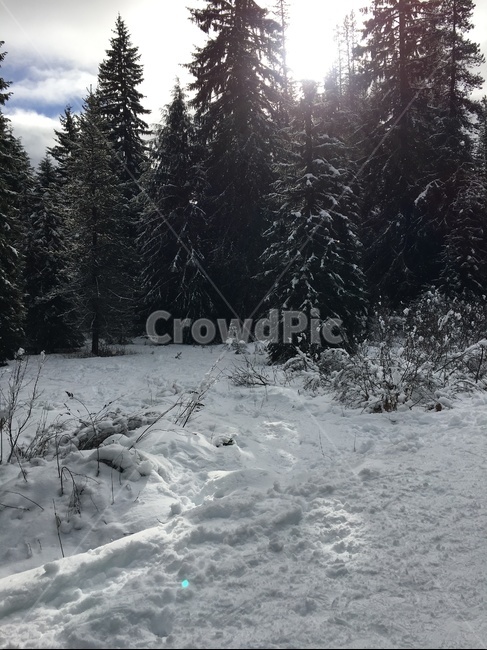 눈,배경,미국,겨울,trilliumlake,겨울,계절,winter,season,자연,풍경,nature,landscape,tree,나무,plant,식물,fir,전나무