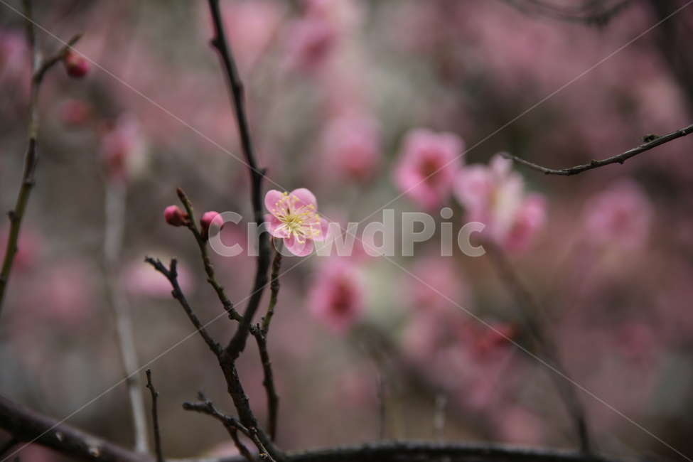 봄,매화,분홍,아름다움,꽃봉오리,봄,계절,spring,season,식물,자연,plants,nature,꽃,flower,plant,blossom