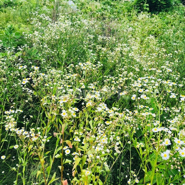 plant,식물,초록색,풀,꽃,풀꽃,하얀색,하얀꽃,안개꽃,flower,street,leaf