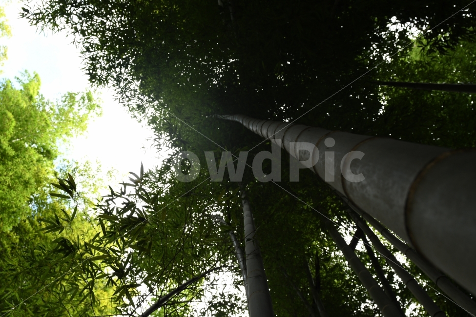대나무,죽녹원,竹,대죽,기백,곧음,한국,전통,사군자,식물,자연,plants,nature,나무,trees,wood,휴식,힐링,rest,relaxation,healing