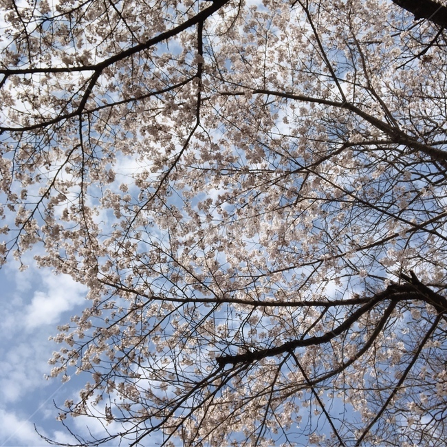 하늘,봄,벚꽃,벚꽃나무,spring