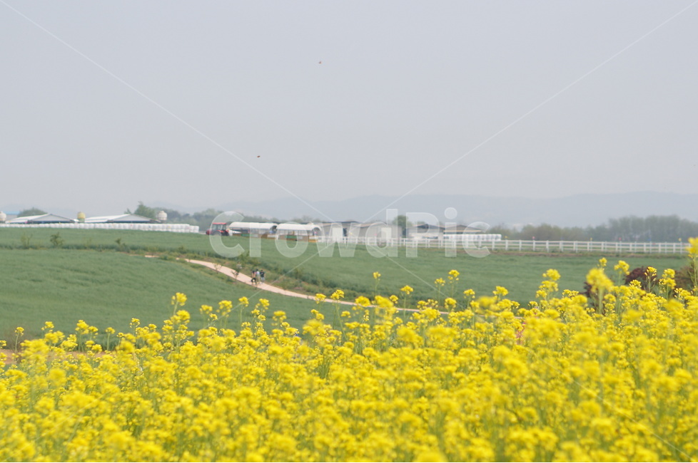 유채꽃,봄,노랑노랑,햇살,나무,풍경,봄,계절,spring,season,자연,풍경,nature,landscape,field,들,outdoors,옥외,grassland,목초지