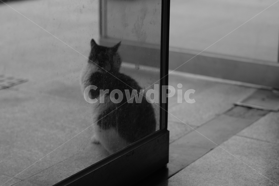 애완동물,고양이,애완묘,반려동물,cat,동물,animal,포유류,mammal,고양이,cat,kitten,kitty,흑백,모노톤,monochrome,black and white