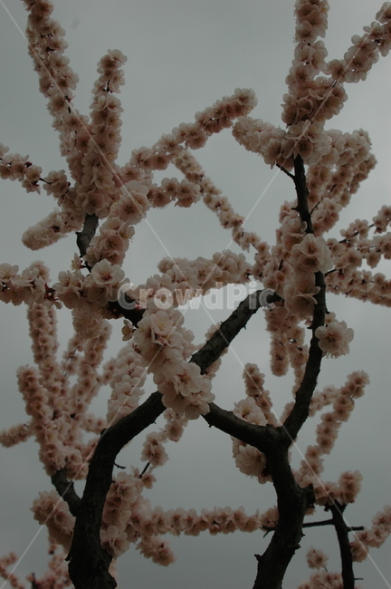 봄,벚꽃,벚꽃축제,벚꽃개화,만개한벚꽃,봄,계절,spring,season,plant,식물,flower,꽃,blossom,cherry blossom