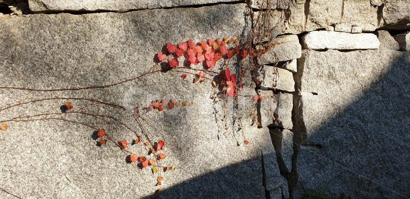 식물,잎,담쟁이,가을,생명력,틈새