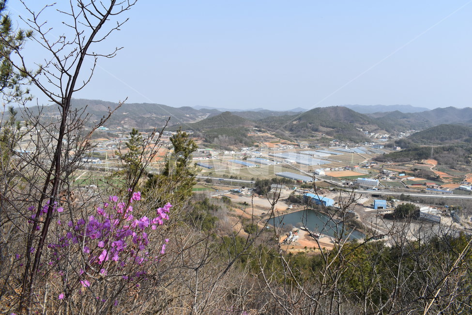 봄,진달래,산,등산,정상,풍경,시골,마을,outdoors,landscape,경치,nature,scenery,plant