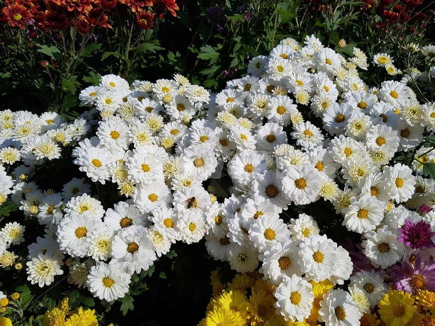 국화,꽃,가을,국화꽃,가을꽃,식물,자연,plants,nature,꽃,flower