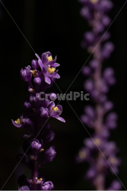 보라색,보라,맥문동,귀여운,작은,꽃,여름꽃,꽃,flower