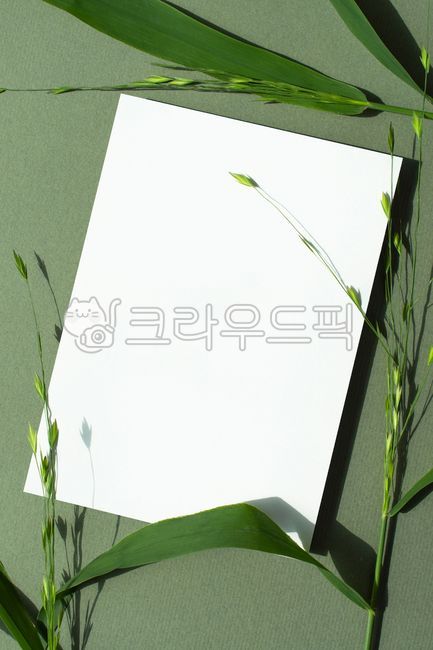 카드목업,초대장,청첩장,분홍,카드,목업,기념일,인사카드,생일,웨딩카드,꽃,이벤트,식물,카피스페이스,카피공간,연하장,메모,공백,메세지,비어있는,배경,여백,종이,흰종이,오브젝트,봄,petal