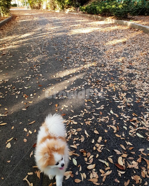강아지,puppy,dog,포메라니안,pomeranian,낙엽,낙엽길,길,가을,fall,반려견,반려동물,강아지산책,가을,계절,fall,autumn,season,동물,animal,포유류,mammal,개,강아지,dog,doggy