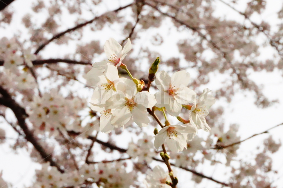 벚꽃,봄,나무,자연,환경,봄,계절,spring,season,plant,식물,flower,꽃,blossom