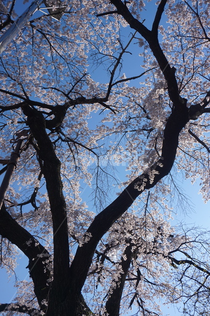 벚꽃,벚나무,수양벚꽃,벚꽃놀이,봄,spring,cherryblossom,자연,봄,계절,spring,season,식물,자연,plants,nature,나무,trees,wood,plant,tree,tree trunk,나무 줄기