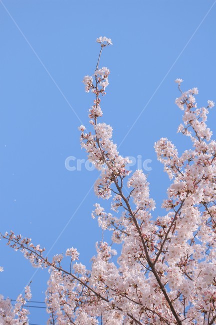 봄,벚꽃,하얀색,분홍색,blossom,하늘,나뭇가지,봄,계절,spring,season,식물,자연,plants,nature,꽃,flower,plant