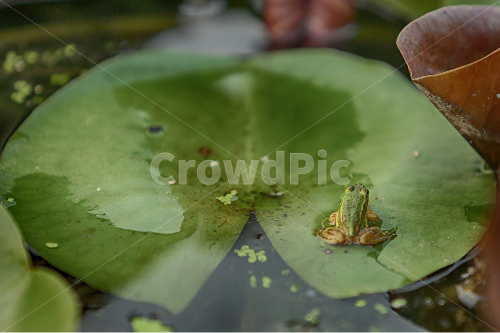 여름,연못,관곡지,summer,pond,개구리,flog,동물,animal,파충류,양서류,reptile,amphibian