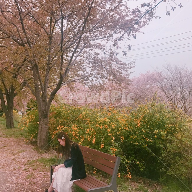 벚꽃,벚꽃풍경,의자,나무,휴식,봄풍경,개나리,사람,인물,인간,human,person,여성,여자,woman,female,lady