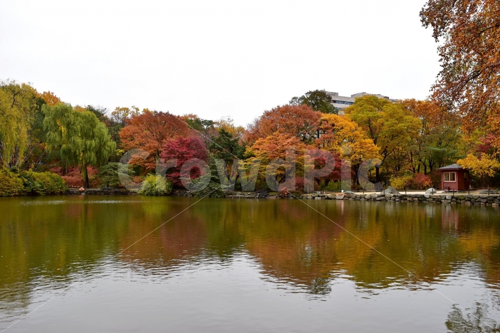 창경궁,가을,단풍,풍경,고궁,서울,낙엽,도심지,명소,자연,비경,단풍나무,춘당지,가을색,가을색채,오색,자연,풍경,nature,landscape,가을,계절,fall,autumn,season,water,물,outdoors,옥외