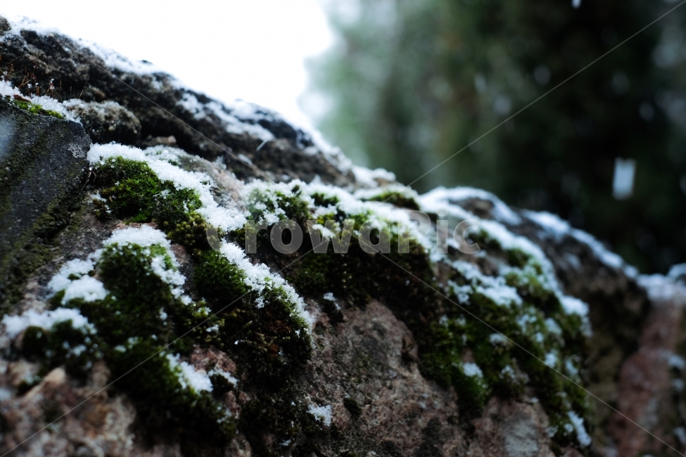 겨울,이끼,눈,담장,함박눈,겨울,계절,winter,season,식물,자연,plants,nature