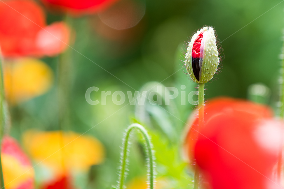 꽃,양귀비,봄,빨강,노랑,봉오리,꽃봉오리,flower,red,yellow,식물,자연,plants,nature,꽃,flower