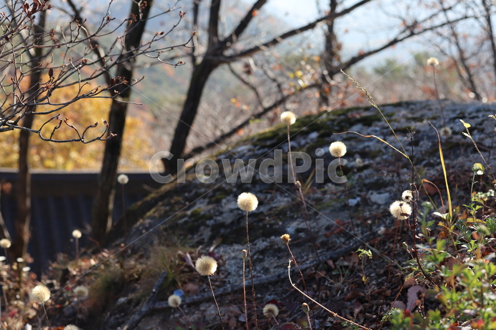 팔공산,가을,씨앗,맑음,풍경,식물,자연,plants,nature,꽃,flower