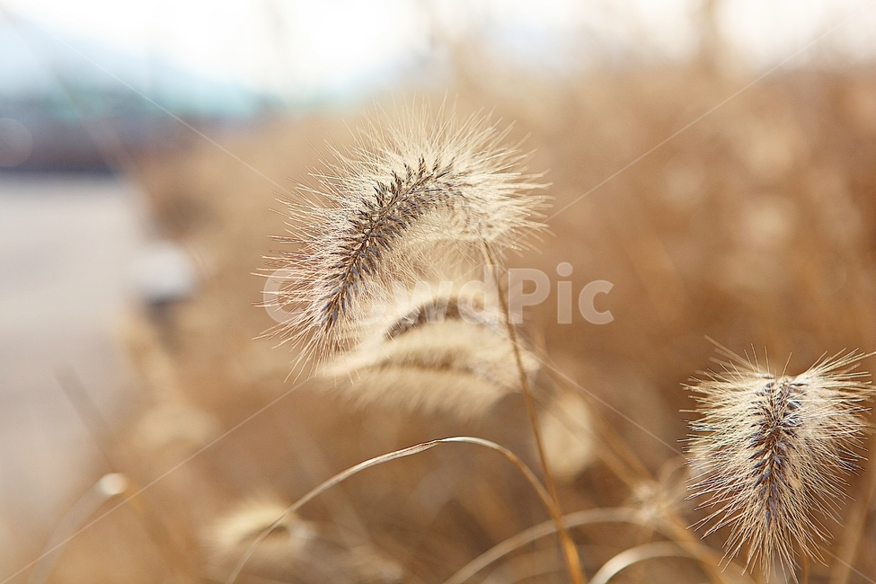 강아지풀,강아지풀꽃,꽃,잡초,가을,풀,공원,야외,가을,계절,fall,autumn,season,식물,자연,plants,nature