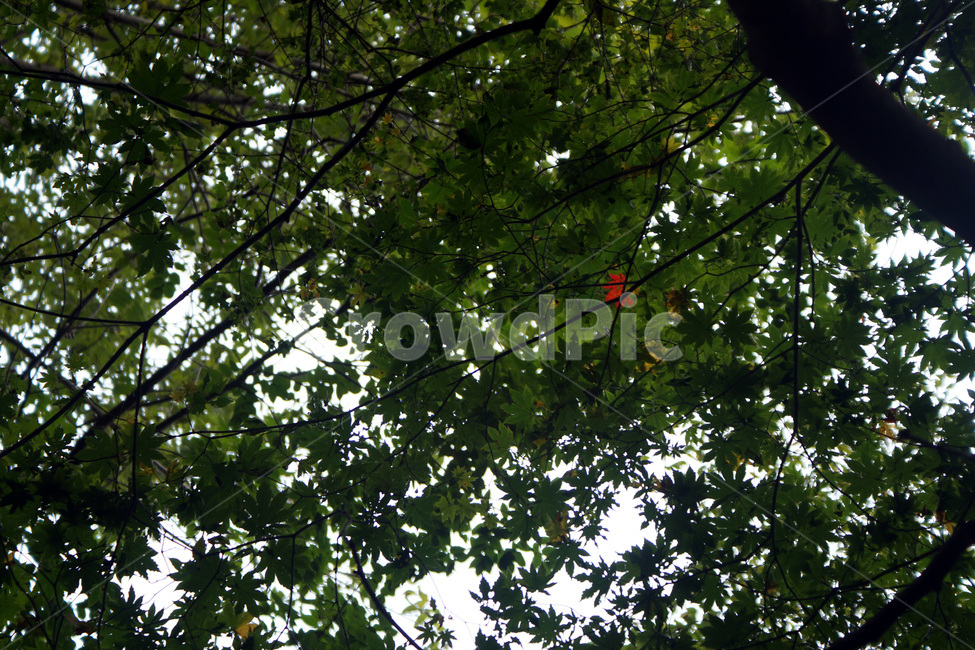 나무,나뭇잎,단풍,가을,하늘,대비,trees,leaves,foliage,autumn,sky,contrast