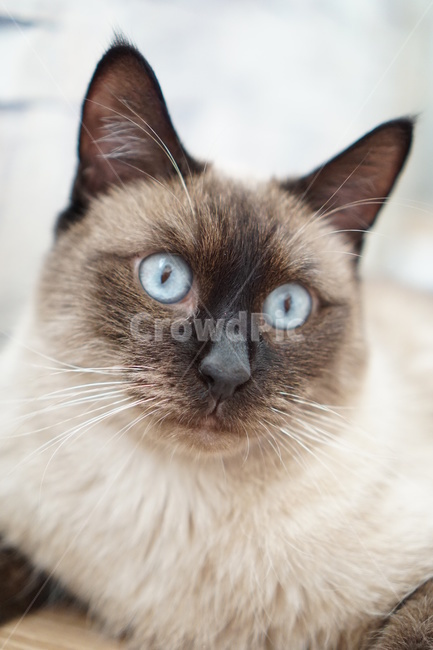 고양이,샴고양이,집고양이,반려묘,개냥이,동물,animal,포유류,mammal,고양이,cat,kitten,kitty