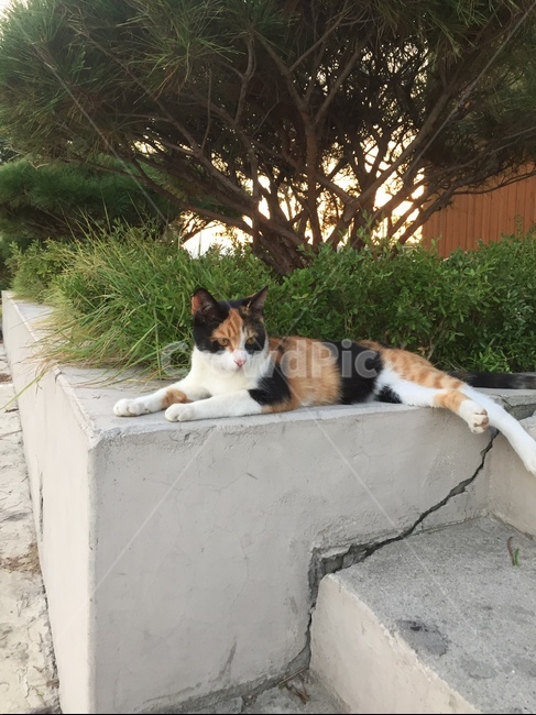 고양이,길고양이,여유로움,느긋함,삼색이,요염,귀여움,힐링