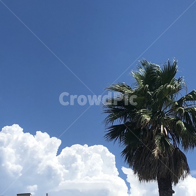 여름,하늘,자연,구름,sky,감성,나무,자연,풍경,nature,landscape,tree,plant,식물,palm tree,야자수