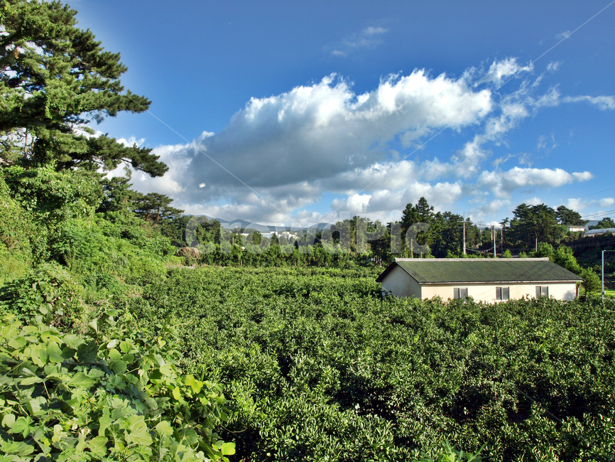 농장,올레16코스,올레,푸른하늘,흰구름,제주,제주도,jeju,jeju island,nature,자연,outdoors,옥외