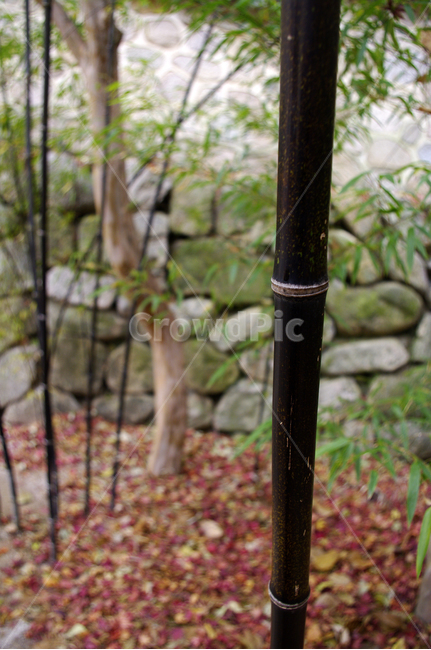 가을,fall,나무,식물,plant,단풍,잎,낙엽,오죽,대나무,가을,계절,fall,autumn,season