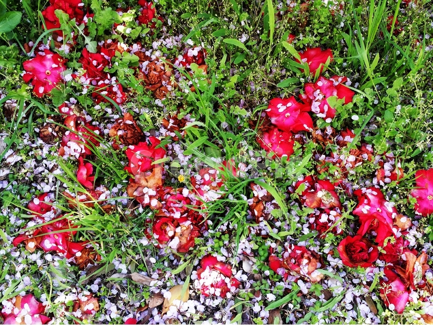 봄,동백,낙화,벚꽃,풀숲,계절,식물,봄,계절,spring,season,식물,자연,plants,nature,꽃,flower,blossom,petal,꽃잎,plant
